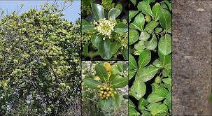 Image result for Pittosporum abyssinicum