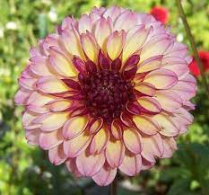 Foxy Lady Dahliadivas Com Dahlia Flower Flower Names Dahlia