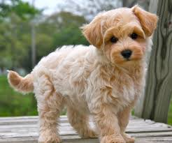 Maybe you would like to learn more about one of these? Cute Small Curly Haired Dogs