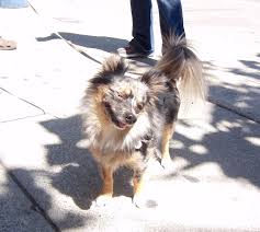 Maybe you would like to learn more about one of these? If I Didn T Have This Gimpy Eye I D Still Be Winking At You The Dogs Of San Francisco