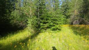 Image result for Ophioglossum thomasii