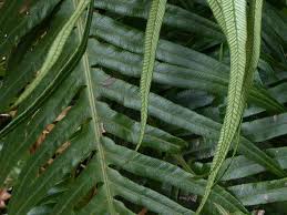 Image result for Blechnum attenuatum