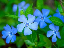 Periwinkle Plants Medical Medium Herbs
