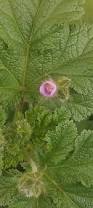 Image result for Malva verticillata