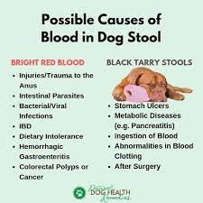 Causes Of Blood In Dog Stool And Home Remedies