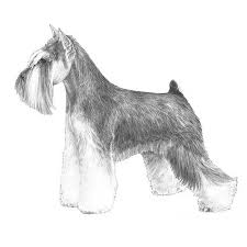 Miniature Schnauzer Dog Breed Information