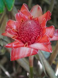 Image result for Etlingera