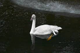 Promotional codes can be activated through the genshin impact website. Good Morning A Swan S Escaped On Scene With The Juneau Raptor Center Juneau Empire