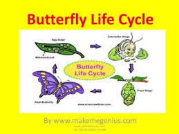 Maybe you would like to learn more about one of these? The Life Cycle Of The Painted Lady Butterfly Ppt Download