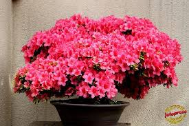 Satsuki Azalea Rhododendron Osakazuki Ericaceae 55 Years Old Gift Of The City Of Hiroshima Japan C20090613 291 Bonsai Flower Azaleas Bonsai Plants