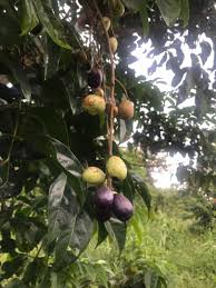 Image result for Pseudospondias