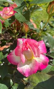 🌱Angela Lewis (@AngieLewis_CH)  X