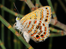 Image result for Antrocaryon nannanii