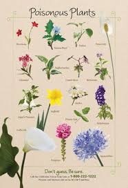Poisonous Plants Deadly Plants Plants