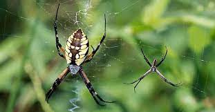 Check spelling or type a new query. Yellow Garden Spider
