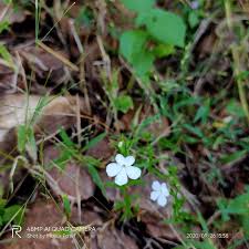 Image result for Striga junodii