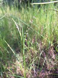 Image result for Hemarthria