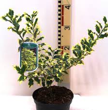 Check spelling or type a new query. Ilex Aquifolium Golden Dj Female Variegated Holly Garden Plants