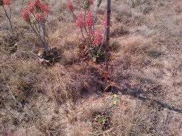 Image result for Enneapogon pretoriensis