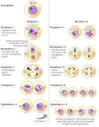 Google Image Result For Https 29lifescience Wikispaces Com File View Meiosisalternate Gif 59819444 Meiosisalternate Gif Biology Lessons Study Biology Biology