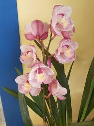 Jyi hope artificial cymbidium orchid fake faux flowers 12pcs high quaulity latex real touch bouquet for home wedding party diy decoration (green). Six On Saturday 09 01 21 Orchids And Garden Features Piglet In Portugal