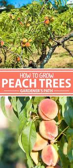 We did not find results for: How To Grow And Care For Peach Trees Gardener S Path