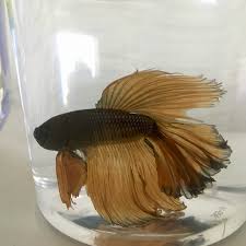 Betta splendens mustard gas (m). Meet Caspian Black Mustard Butterfly Tail Betta Bettafish