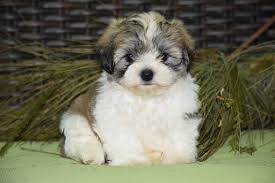 Teddy bear puppies for sale! Zuchon Puppy For Sale In Fredericksburg Oh Adn 50692 On Puppyfinder Com Gender Male Age 7 Weeks Old Zuchon Puppies Zuchon Puppies For Sale Shichon Puppies