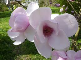 Image result for Magnoliaceae