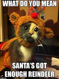 Check spelling or type a new query. Cute Cat Sad Christmas Memes Gifs Imgflip