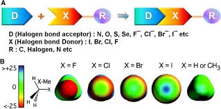 | meaning, pronunciation, translations and examples. Halogen Bonding In The Molecular Recognition Of Thyroid Hormones And Their Metabolites By Transport Proteins And Thyroid Hormone Receptors Springerlink