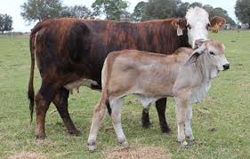 O'connor helped underwrite a direct importation of indian cattle to the united states. Brahman F1 Cattle Using Brahman Purebreds For F1 39 S Moreno Ranches Cattle Hereford Cattle Cattle Farming