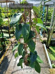 Image result for Polystachya