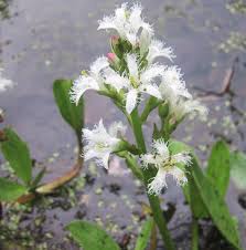 Image result for Menyanthaceae