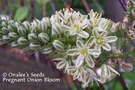 Large, red and yellow dinner plate size blooms. Pregnant Onion Mother Plant Large Bulb Ornithogalum Longibracteatum