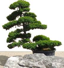 Meist sind sie teil eines tempels, schreins oder einer adeligen residenz. Gartenbonsai Taxus Cuspidata Ca 30 Jahre Www Bonsai De Gartenbonsai Japanischer Garten Pflanzen