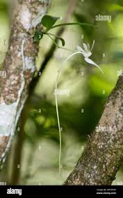 Image result for Angraecum conchiferum