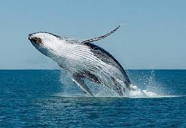 Saking langkanya, manusia yang mendekat dalam jarak tertentu dengan paus ini dapat dipenjara. Paus Sperma Yang Dikelompokkan Pada Sub Ordo Yang Sama Dengan Lumba Lumba Karena Life Of Sea Life Of Sperm Whale Ajukan Pertanyaan Tentang Tugas Sekolahmu Veronicab Ibis