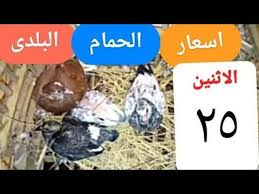 أسعار الحمام الزغلول البلدي تتراوح من 25 إلى 35 جنيه. Ø³Ø¹Ø± Ø¬ÙˆØ² Ø§Ù„Ø­Ù…Ø§Ù… Ø§Ù„Ù‚Ø·Ø§ÙˆÙŠ Farizmedia Com