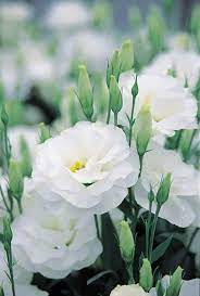 13 Ideias De Tipos De Flores Arranjos De Flores Flores Flores Para Casamentos
