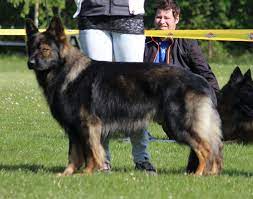 altdeutscher schaferhund deutscher schaferhund langstockhaar adsco altdeutscher schaferhundeclub altdeutscher schaferhund schaferhunde deutscher schaferhund