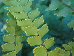 Image result for Adiantum comorense