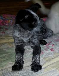 Blue Heeler Border Collie Mix Looks So Much Like Tasha Collie Mix Blue Heeler Dogs Cattle Dogs Rule