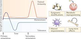 Maybe you would like to learn more about one of these? Defining Trained Immunity And Its Role In Health And Disease Nature Reviews Immunology