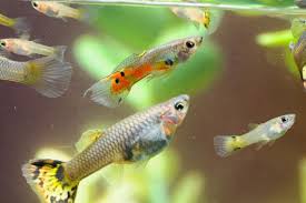 Pregnant Guppy Fish Care Lovetoknow