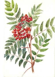 F Hannen Active 1890 1910 Study Of The Rowan Tree Or Mountain Ash Ebay Rowan Tree Tree Drawing Simple Tree Drawing