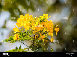 Image result for Fabaceae subfamily Caesalpinioideae