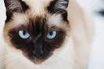 Siamese Cat Breed Information: Behavior, Pictures and Care ...