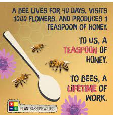 Pin Auf Animal Rights