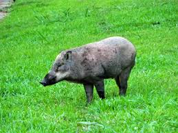 The under layer much softer. Serangoon Reservoir Hiking The Green Isle